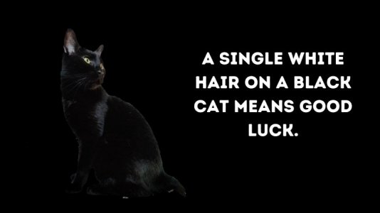 black cat 1.jpg