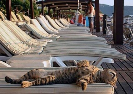 cattitude deck chair.jpg