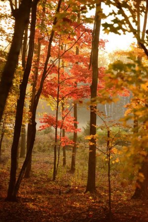 trees-5555938_1280.jpg