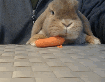 giphy.gif