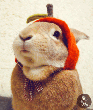R.gif