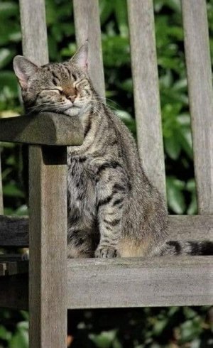 cattitude G.jpg