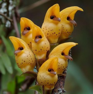 Unique-Yellow-Bird-Orchids-in-Bloom-768x771.jpg