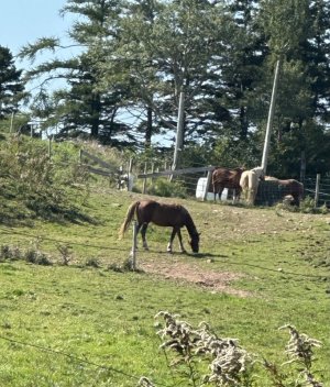 IMG_5932.jpeg