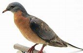 passenger pigeon.jpg
