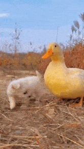puppycouple.gif