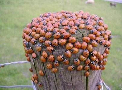 ladybugs.jpg