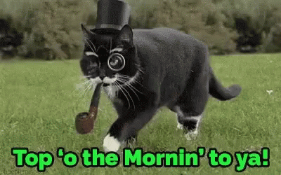 cat-top-of-the-mornin-to-ya.gif