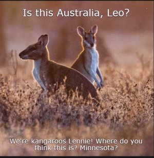 kangaroo.jpg