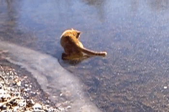 catplayingonice.gif