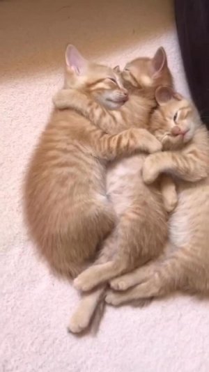 3catssleepin.jpg