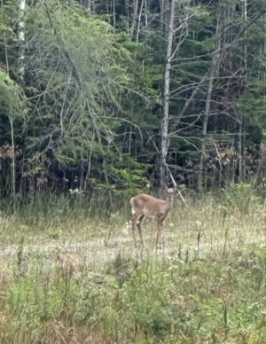 IMG_5986.jpeg