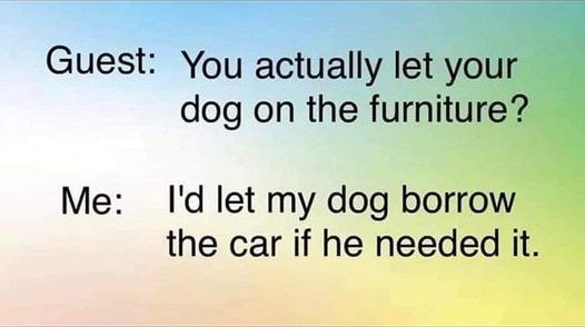 dog.jpg