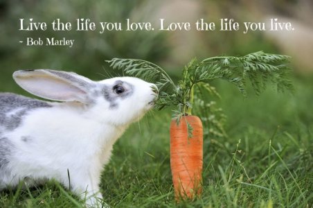 carrot.jpg