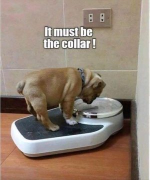 very-funny-animal-memes-16.jpg