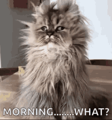 mornin-angelsana-cat.gif