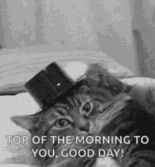 cat-hat-off-mornin.gif