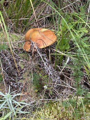 IMG_6014.jpeg