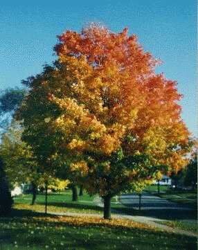 autumn4.jpg