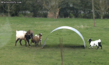 goatsplaying.gif goatsplaying.gif
