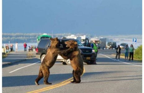 bears.jpg