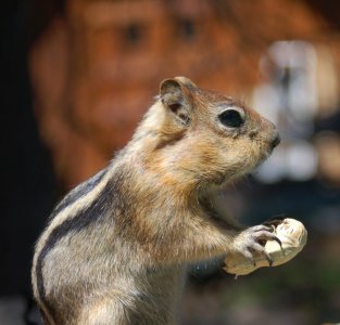 peanut slow down.jpg2.jpg