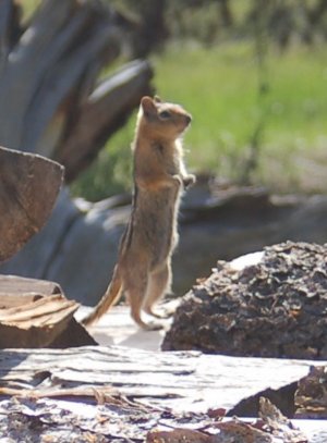 standing tall.jpg