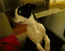 R (1).gif