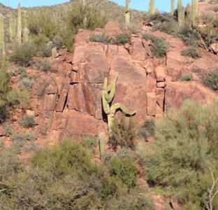 cactus.jpg