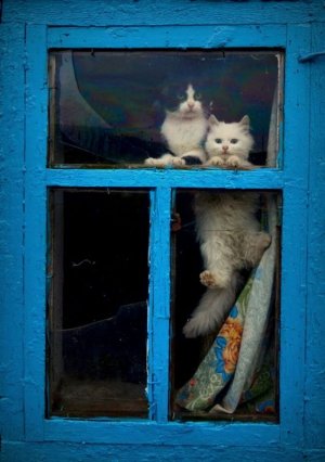 cat.jpg