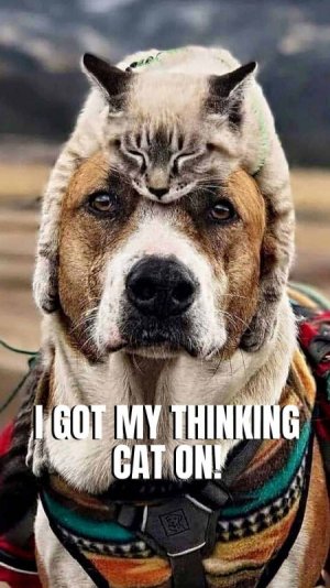 dog-thinking cat.jpg