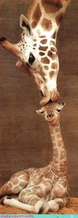 giraffekiss.jpg