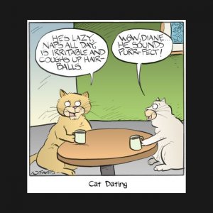 catdating.jpg
