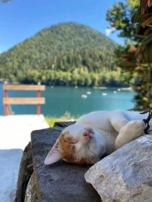 cattitude lake.jpg