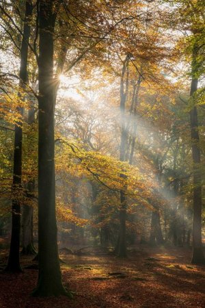 itf-new-forest-1.jpg itf-new-forest-1.jpg