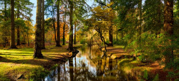 new forest3.jpg new forest3.jpg