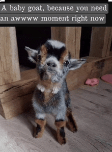 baby-goat.gif