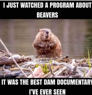 beav.jpeg
