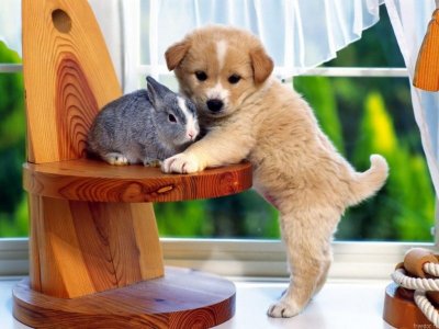 dog-puppy-bunny.jpg