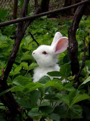 bun39.jpg
