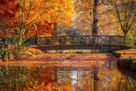 new forest7.jpg