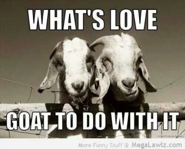 goattodowithit.jpg