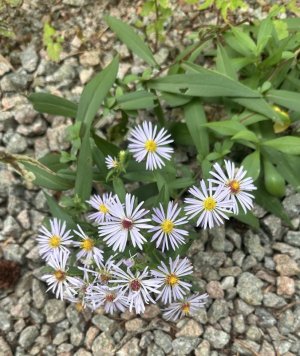 IMG_6030.jpeg