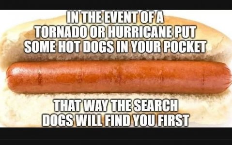 search dogs.jpg