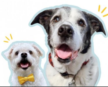 THE GREY MUZZLE.ORG.jpg