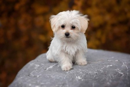 maltese-puppy.jpg