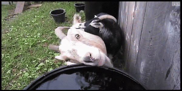 goatdrinking.gif