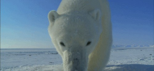 polorbear-camera.gif