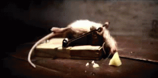 rat.gif