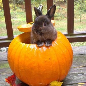 bunnyy.jpg